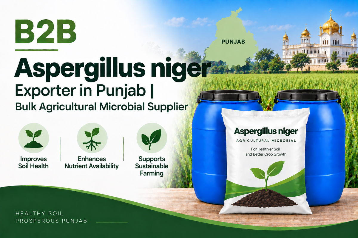 B2B Aspergillus niger Exporter in Punjab | Bulk Agricultural Microbial Supplier