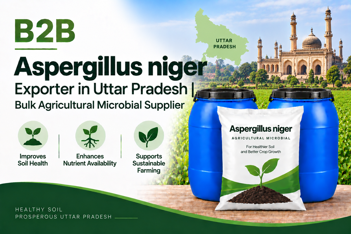 B2B Aspergillus niger Exporter in Uttar Pradesh | Bulk Agricultural Microbial Supplier