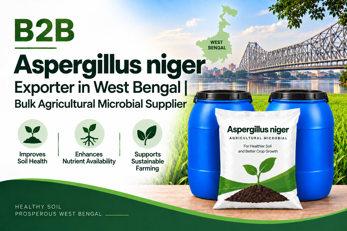 B2B Aspergillus niger Exporter in West Bengal | Bulk Agricultural Microbial Supplier