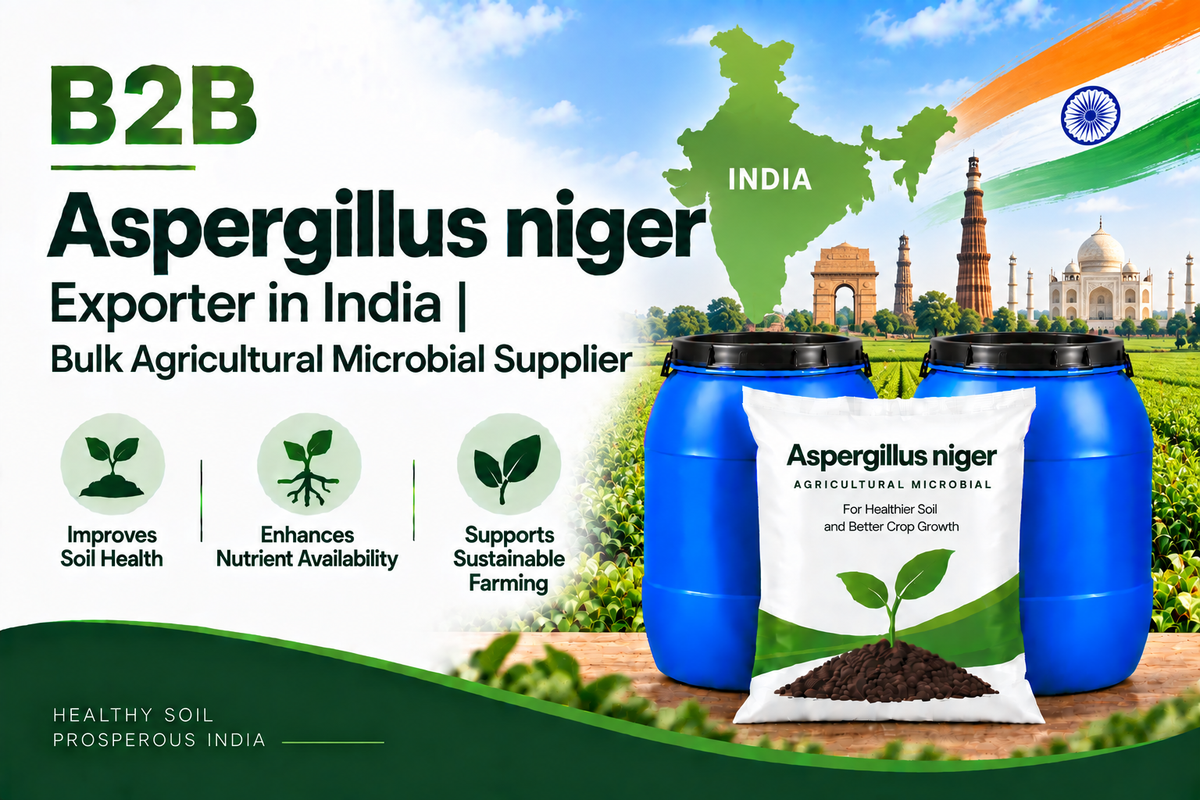 B2B Aspergillus niger Exporter in India | Bulk Agricultural Microbial Supplier