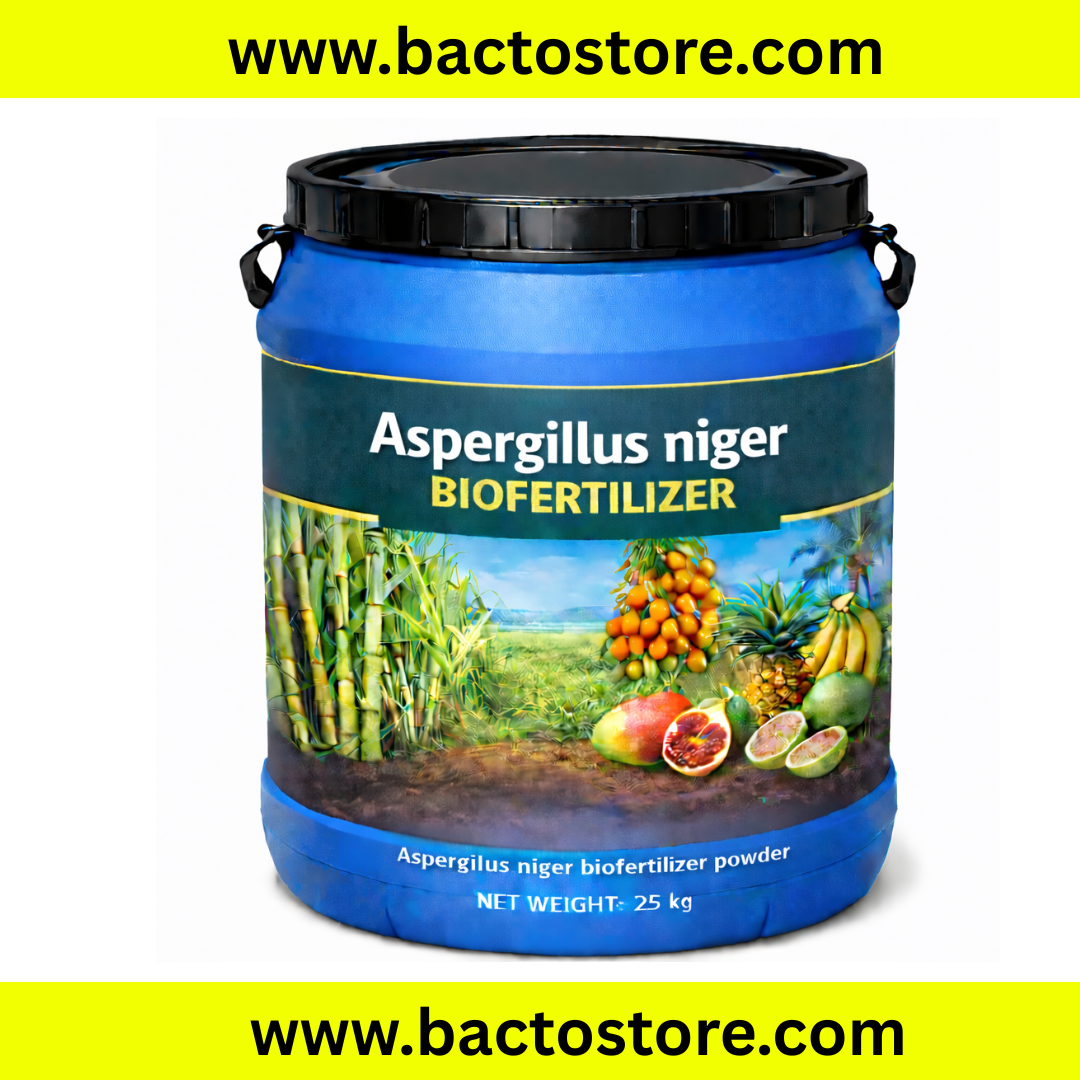 Aspergillus nieger
