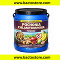 Pochonia chlamydosporia Powder – Advanced Biological Nematode Control
