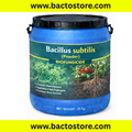 Bacillus Subtilis