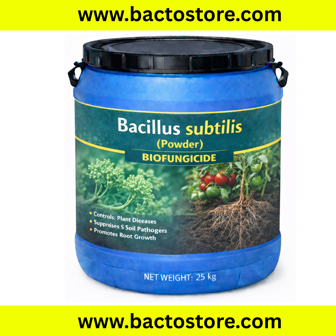 Bacillus Subtilis